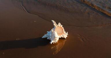 A shell on the beach photo