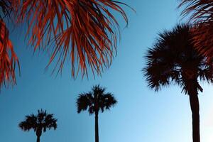 A group of palm trees with a blue sky in the background photo