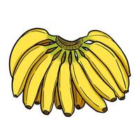 Yellow banana illustration, isolated on white background. Perfect for food related graphics or educational materials. Banana illustration with outline. vector