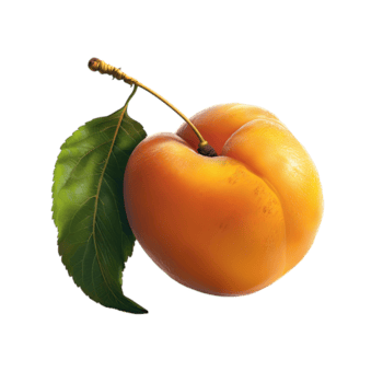 Aprikose mit Blatt png