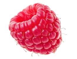 Closeup view of single ripe raspberry image isolated transparent. Vibrant red color and delicate juicy texture cut out. Superfood nutrition cutout element object photography png