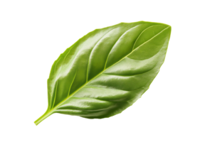 Single vibrant green basil leaf with smooth texture image isolated transparent. Basilicum herb leaf cut out. Culinary, herbal, health theme cutout element object photography png