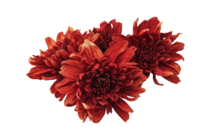 Cluster of red dried chrysanthemum blooms image isolated transparent. Autumn-themed voluminous petals cut out. Floral compositions cutout element object photography png