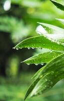 rain drop on green leafe after rainy make crytal clear drop green blur background photo