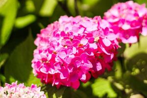 Close-up of pink hydrangea bushes in the garden photo