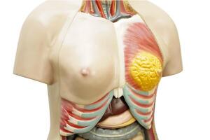 Human body anatomy organ model for study education medical course isolated on white background with clipping path. photo