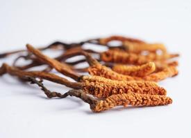 Cordyceps sinensis or Ophiocordyceps sinensis isolated on white background, mushroom herb treatment medicine. photo