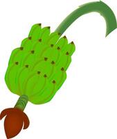 Row of bananas or cluster of plantains design on a white background vector