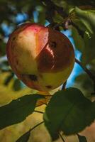A red ripe apple partially rotted on a branch from a worm photo