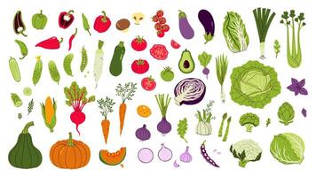 Large set of different vegetables isolate on white background. graphics. vector