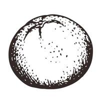 hand drawn orange. Monochrome sketches of citrus fruits. Engraving style drawings. Linear ink sketch of whole fruit. vector