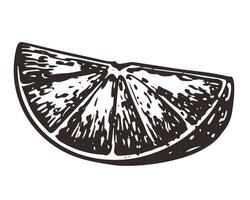 hand drawn orange slice. Monochrome sketches of citrus fruits. Engraving style drawings. Linear ink sketch of half of fruit for menu, packaging. vector