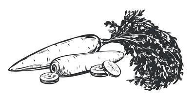 Set of carrot sketches. Whole vegetable with leaves and sliced pieces. Hand drawn natural farm food in engraving style. Source of vitamin A. Edible root vegetable. Vegetarian food. vector