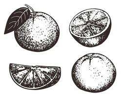 Collection of hand drawn oranges, graphic elements. illustration. Citrus sketch for menu design, brochure illustration. Black and white ink illustration. Whole fruit and pieces. vector