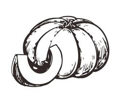 sketch of pumpkin in engraving style. Hand drawn autumn vegetable. Vintage thanksgiving design element. Line ink drawing of whole pumpkin and piece. vector