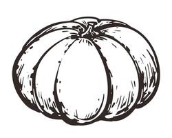sketch of pumpkin in engraving style. Hand drawn autumn vegetable. Vintage thanksgiving design element. Whole gourd linear ink drawing. vector