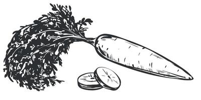 sketches of carrots. Composition with whole vegetable with leaves and slices. Hand drawn natural farm food in engraving style. Source of vitamin A. Edible root vegetable. Vegetarian food. vector