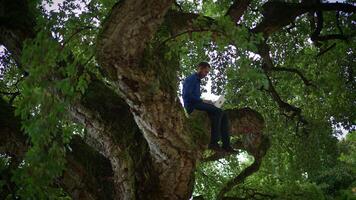 A person is relaxing peacefully in a tree amidst an abundance of lush greenery all around video