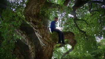 A Young Person is Sitting on a Tree Branch That is Surrounded by Lush Greenery Everywhere video