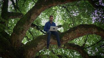 Exploring the Intersection of Technology and Nature A Person Working on a Laptop in a Tree video