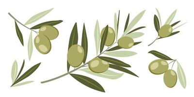 Set of different Olive Branches with fruits in Flat style. Trendy Design of green botanical Elements for menu, posters, banners, invitations, web, advertising, festival, logo. Illustration. vector
