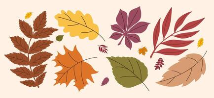 Autumn Leaves Collection from different trees, oak, maple, chestnut, birch, willow, rowan. Fall Seasonal hand drawn elements for pattern, poster, banner, sticker, Hello autumn card. Flat icons. vector