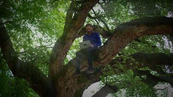 A person is working diligently on their laptop while perched on a tree branch in nature video