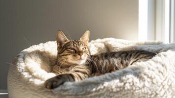 A relaxed tabby cat lies comfortably in a plush cat bed, soaking up sunlight that streams through a window in a serene indoor setting photo