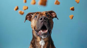 A happy dog with an excited expression sits beneath a flurry of treats falling from above, showcasing pure joy and anticipation in a playful indoor setting photo