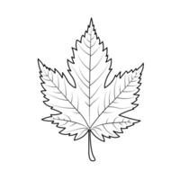 Outline Sketch Of Maple Leaf Line Art Stroke Minimal Design Autumn Leaf Illustration vector