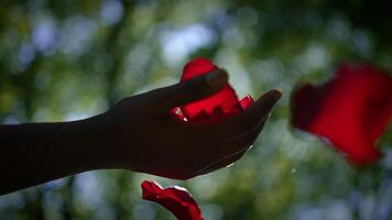 A Pair of Hands Gently Holding a Vibrant Red Object Set Against a Blurred Nature Background video