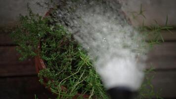 Effectively and Efficiently Using a Hose for Watering Indoor Plants in Your Home video
