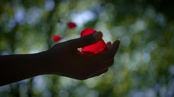 A Gentle Gesture with Soft Red Petals in Natures Embrace, Capturing True Serenity video