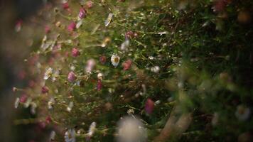 A Collection of Beautiful Blooming Wildflowers in a Serene Natural Setting and Environment video