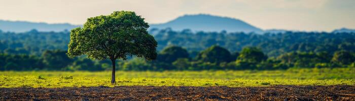 A solitary tree amidst a vast green landscape under a bright sky. photo