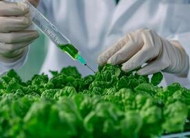 Scientist injecting liquid into fresh green lettuce in laboratory setting. photo