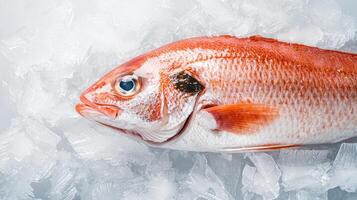 Fresh fish on ice, perfect for seafood dishes and culinary presentations. photo