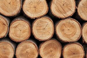 Cut tree logs stacked neatly, showcasing natural wood textures. photo
