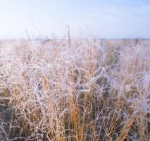 Abstract natural background of soft plants. Pampas grass feather grass, boho style of dry reeds. Fluffy stalks of tall grass photo