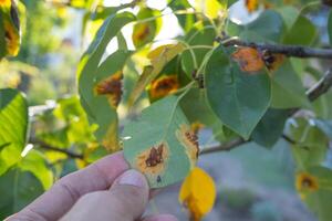 Pear leaf infected with gymnosporangium sabinae rust and Septoria Leaf Spot Septoria aegopodii. Man gardener hand hold photo
