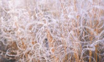 Abstract natural background of soft plants. Pampas grass feather grass, boho style of dry reeds. Fluffy stalks of tall grass photo