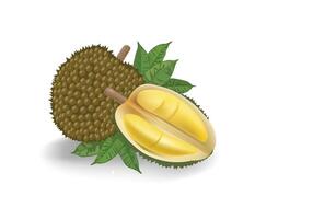 Durian durio Zibethinus, king of fruit fruit illustration for design elements. Isolated on white. vector
