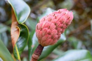 Macro image showing a Magnolia tree flower bud photo
