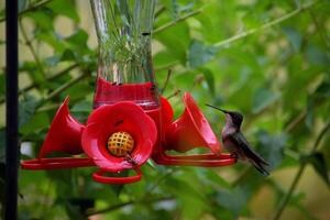 Hummingbird at nectar feeder photo