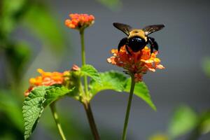 macro image showing a bumblebee on lantana flowers photo