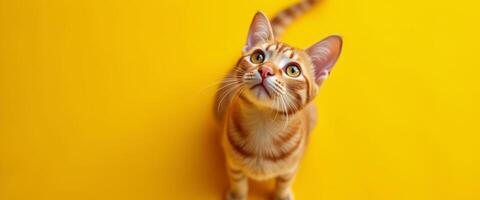 A curious kitten looking up with wide eyes, set against a bright yellow background. The image highlights the kitten's playful nature and creates a cheerful vibe. photo