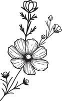 Cosmos October bight flower art, illustration of a font view Cosmos flower in hand-drawn botanical summer elements natural collection, Cosmos line art for coloring page, Hand drawn Cosmos Field Lines vector