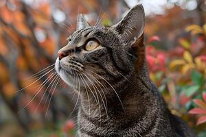 Autumn Cat Portrait in Vibrant Foliage for Seasonal Poster Design photo