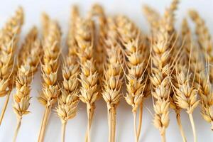 Golden Wheat Ears Close-Up for Autumn Harvest and Organic Agriculture photo