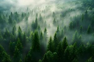 Tranquil Misty Forest Landscape with Lush Greenery for Nature and Environmental Themes photo